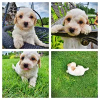 Ashley, a female Havanese and Poodle - Toy  for sale in Marshfield, MO – 1 of 10