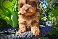 Ironman-LABOR DAY SALE-TAKE $100 OFF!!!, a male Havanese and Poodle - Toy  for sale in Marshfield, MO – 3 of 9
