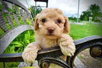 Ajax, a male Havanese and Poodle - Toy  for sale in Marshfield, MO – 4 of 8