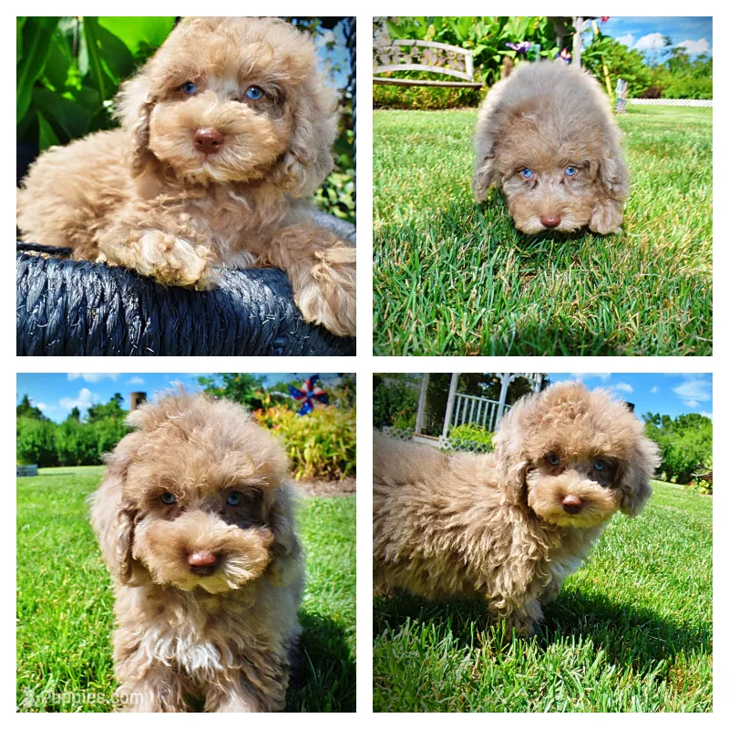 Gorgeous – Havanese, Poodle - Toy  puppy for sale in Marshfield, MO