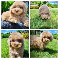 Gorgeous, a male Havanese and Poodle - Toy  for sale in Marshfield, MO – 1 of 10