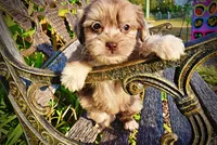 Marbles, a female Havapoo for sale in Marshfield, MO – 4 of 10