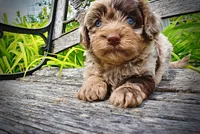 Whisky, a male Havanese and Poodle - Toy  for sale in Marshfield, MO – 10 of 10