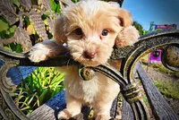 Loki, a male Havapoo for sale in Marshfield, MO – 4 of 10