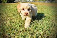 Lemony, a male Havapoo for sale in Marshfield, MO – 9 of 10