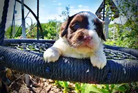 Teddy, a male Havanese and Poodle - Toy  for sale in Marshfield, MO – 2 of 10