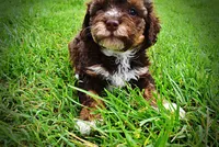 Vanity, a female Havanese and Poodle - Toy  for sale in Marshfield, MO – 4 of 10