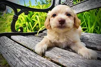 Alfie, a male Havanese and Poodle - Toy  for sale in Marshfield, MO – 3 of 7