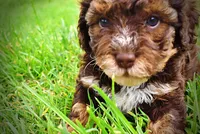 Vanity, a female Havanese and Poodle - Toy  for sale in Marshfield, MO – 6 of 10