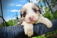 Sadie, a female Havanese and Poodle - Toy  for sale in Marshfield, MO – 2 of 10