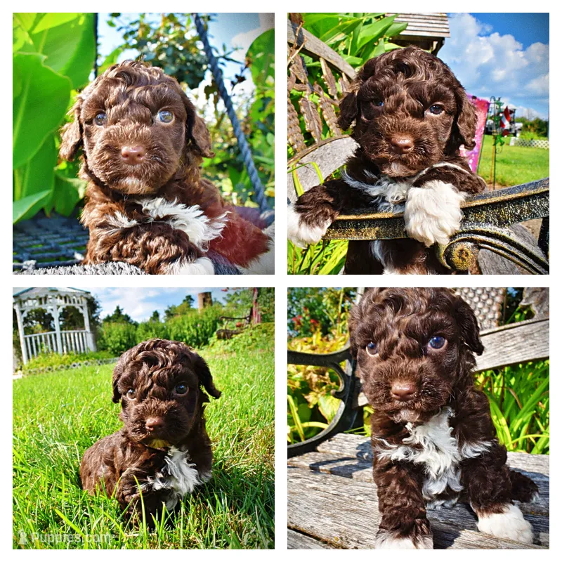 Hannah – Havanese, Poodle - Toy  puppy for sale in Marshfield, MO