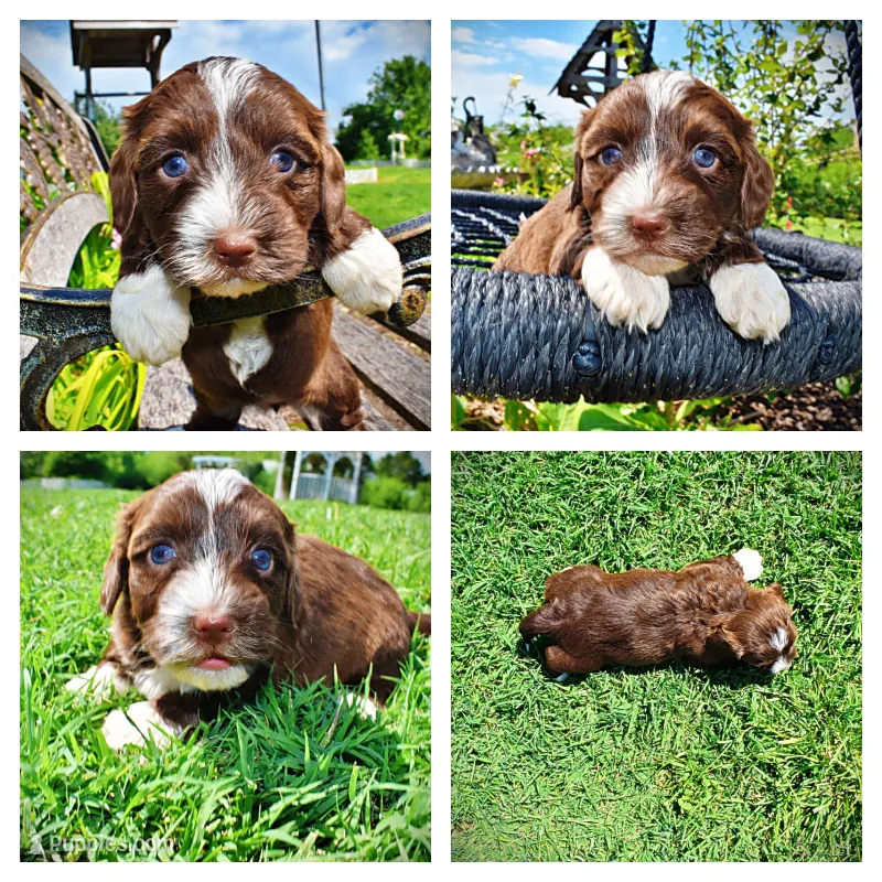 Tootsie – Havanese, Poodle - Toy  puppy for sale in Marshfield, MO