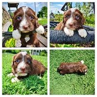 Tootsie, a female Havanese and Poodle - Toy  for sale in Marshfield, MO – 1 of 10