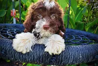 Dexter, a male Havanese and Poodle - Toy  for sale in Marshfield, MO – 2 of 10