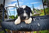 Savvy, a female Havanese and Poodle - Toy  for sale in Marshfield, MO – 3 of 9