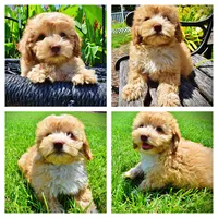 Ella, a female Havanese and Poodle - Toy  for sale in Marshfield, MO – 1 of 9