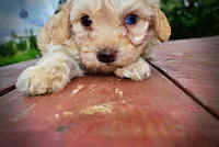 Armani, a male Havanese and Poodle - Toy  for sale in Marshfield, MO – 8 of 10