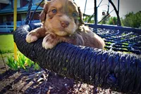 Pippin, a male Havanese and Poodle - Toy  for sale in Marshfield, MO – Photo 3 of 7