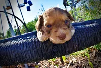 Pippin, a male Havanese and Poodle - Toy  for sale in Marshfield, MO – Photo 4 of 7