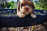 Pippin, a male Havanese and Poodle - Toy  for sale in Marshfield, MO – Photo 2 of 7