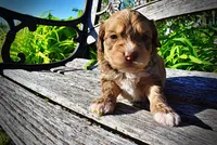 Pippin, a male Havanese and Poodle - Toy  for sale in Marshfield, MO – Photo 6 of 7