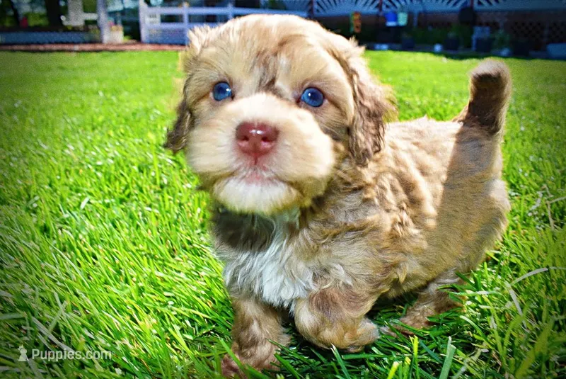Pippin – Havanese, Poodle - Toy  puppy for sale in Marshfield, MO