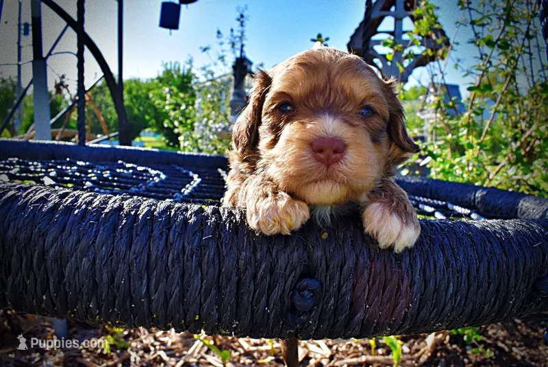 Pippin – Havanese, Poodle - Toy  puppy for sale in Marshfield, MO