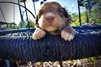 Pippin, a male Havanese and Poodle - Toy  for sale in Marshfield, MO – Photo 5 of 7