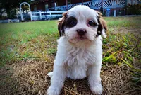 Muffin, a female Havapoo for sale in Marshfield, MO – 4 of 10