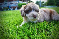 Star-SUMMER SALE!!  $100 off listed price!!, a female Havanese and Poodle - Toy  for sale in Marshfield, MO – 4 of 9