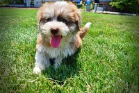 Doodles, a male Havanese and Poodle - Toy  for sale in Marshfield, MO – 8 of 10