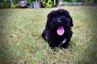 Kipper-SALE!!!, a male Havanese and Havapoo for sale in Marshfield, MO – 7 of 9