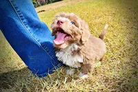 Oscar, a male Havapoo for sale in Marshfield, MO – 5 of 10