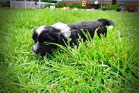 Scout, a male Havanese and Poodle - Toy  for sale in Marshfield, MO – 7 of 9