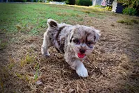 Marbles, a female Havapoo for sale in Marshfield, MO – 10 of 10