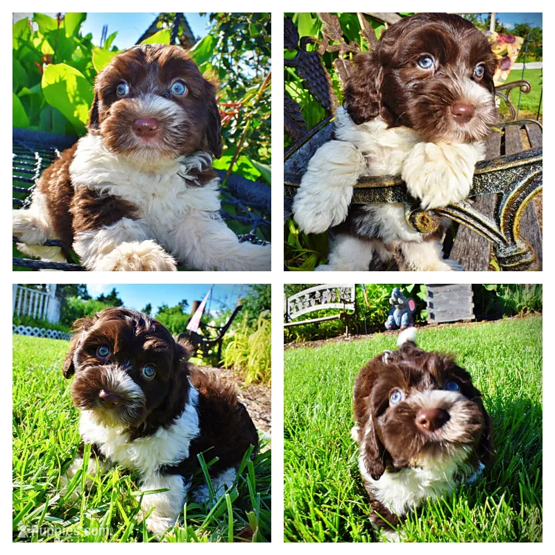 Bandit – Havanese, Poodle - Toy  puppy for sale in Marshfield, MO