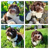 Bandit, a male Havanese and Poodle - Toy  for sale in Marshfield, MO – 1 of 10