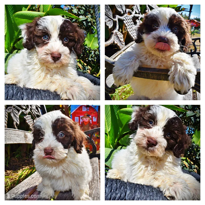 Nabisco – Havapoo puppy for sale in Marshfield, MO