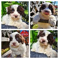 Nabisco, a male Havapoo for sale in Marshfield, MO – 1 of 10