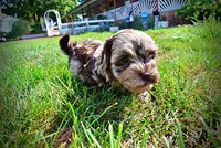 Heavenly, a female Havanese and Poodle - Toy  for sale in Marshfield, MO – 5 of 10
