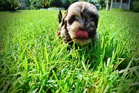 Heavenly, a female Havanese and Poodle - Toy  for sale in Marshfield, MO – 8 of 10