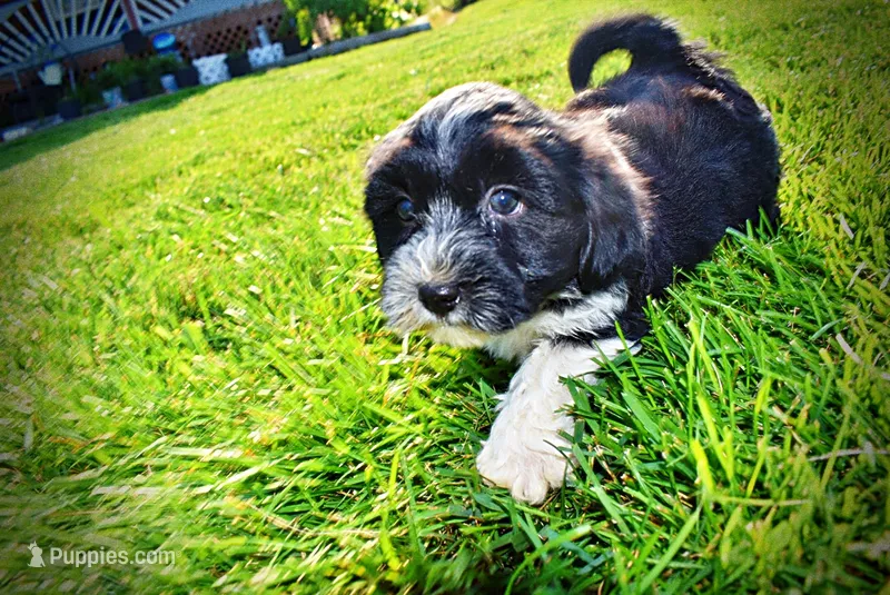 Trixie-SUMMER SALE!!  $100 off listed price!! – Havanese, Poodle - Toy  puppy for sale in Marshfield, MO
