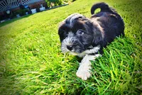 Trixie-SUMMER SALE!!  $100 off listed price!!, a female Havanese and Poodle - Toy  for sale in Marshfield, MO – 1 of 9