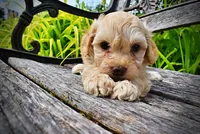 Armani, a male Havanese and Poodle - Toy  for sale in Marshfield, MO – 3 of 10