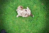 Star, a female Havanese and Poodle - Toy  for sale in Marshfield, MO – 8 of 10