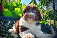 Bandit, a male Havanese and Poodle - Toy  for sale in Marshfield, MO – 2 of 10