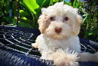 Gabby, a female Havanese and Poodle - Toy  for sale in Marshfield, MO – 2 of 10
