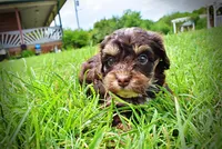 Vixen, a female Havanese and Poodle - Toy  for sale in Marshfield, MO – 7 of 10