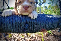Pablo, a male Havanese and Poodle - Toy  for sale in Marshfield, MO – Photo 2 of 10