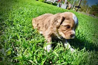 Pablo, a male Havanese and Poodle - Toy  for sale in Marshfield, MO – Photo 9 of 10